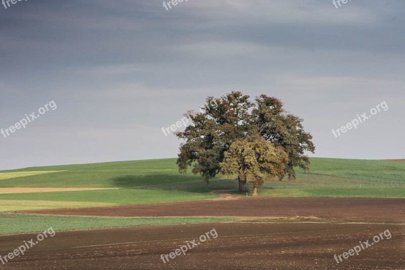 Tree Landscape Nature Meadows Farm Meadows