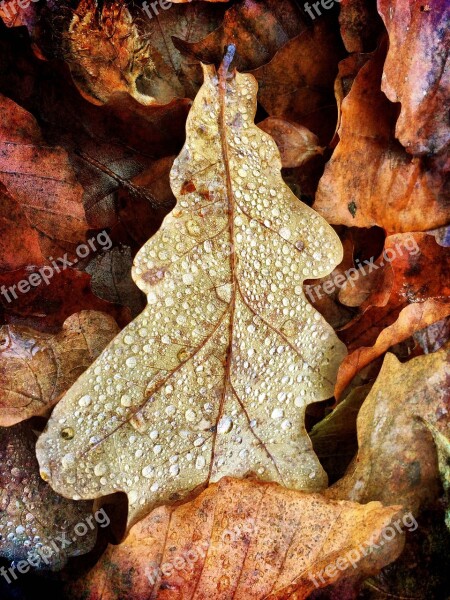 Leaves Fall Foliage Autumn Nature Leaf