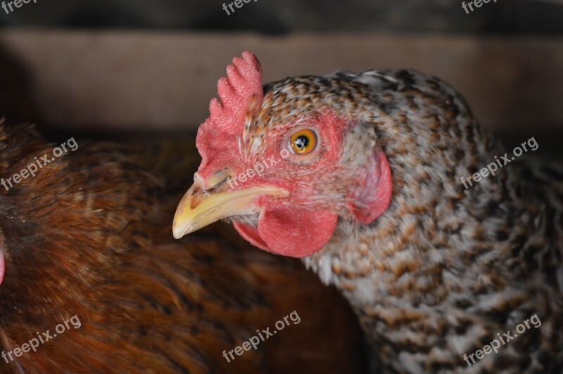 Animal Life Hen Cock Domestic