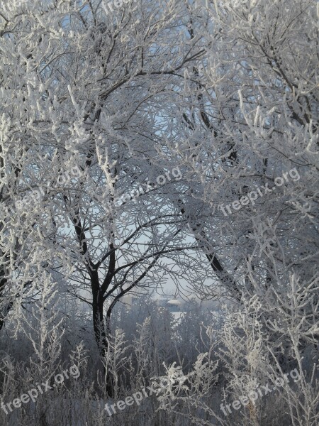 Winter Rime Leann Cold Trees