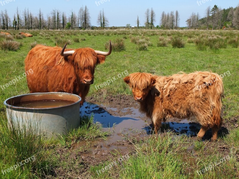 Cow Female Calf Breed Long Hair Scottish Race