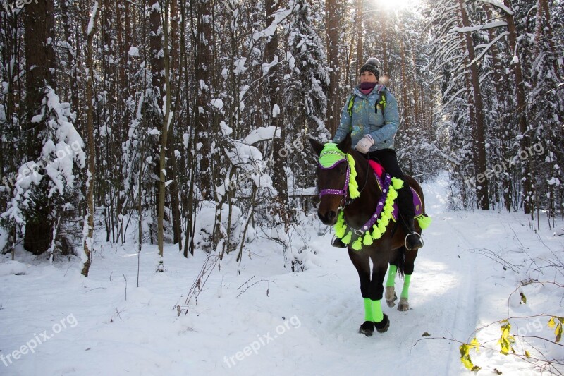 Winter Forest Horse Riders Stroll