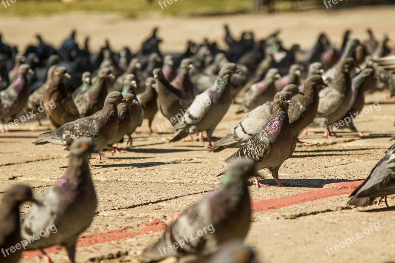 Pigeons Permian Birds Summer Area