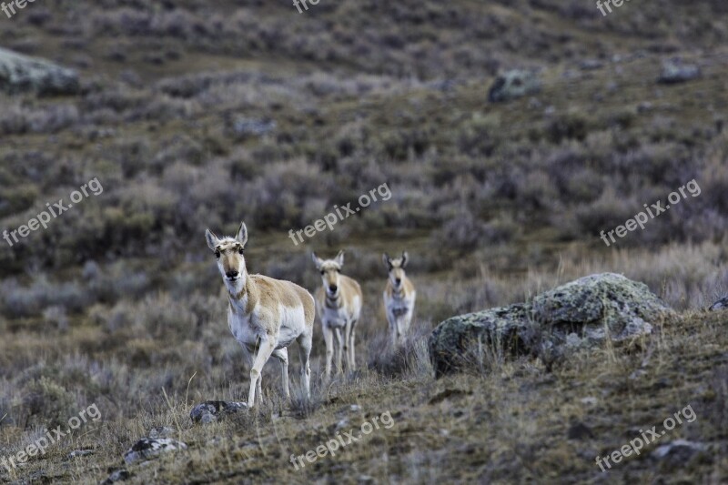 Pronghorn Herd Wildlife Nature Wilderness