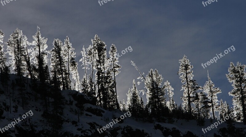 Sunrise Forest Frosted Trees Winter