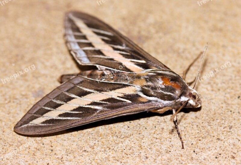 Moth Hummingbird White Lined Sphinx