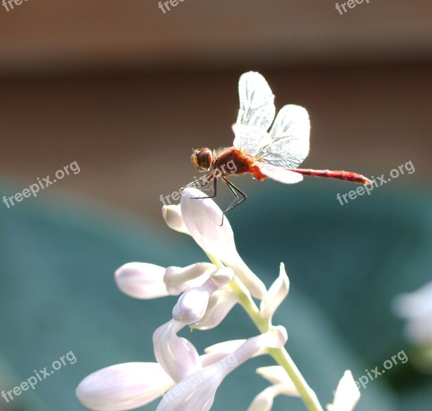 Dragonfly Sympetrum Vicinum Meadowhawk Darter Flower