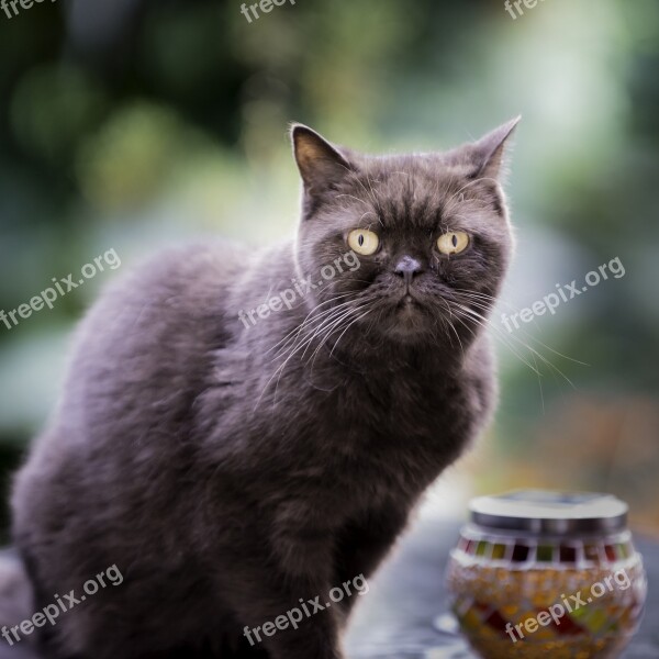 British Shorthair Cat Cute Pet