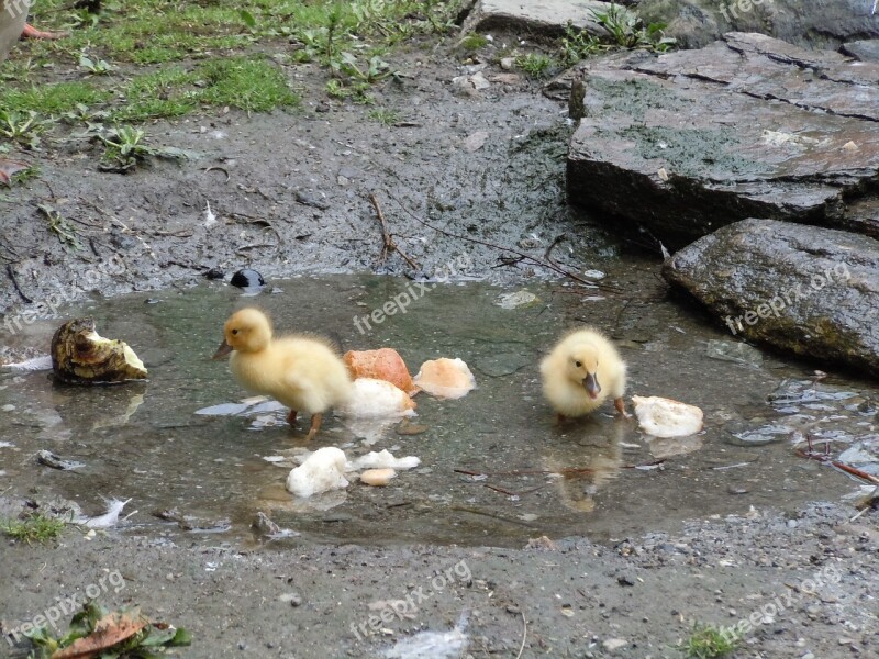 Ducks Boy Summer Wet Small