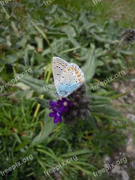 Flower Grass Butterfly Purple Insect