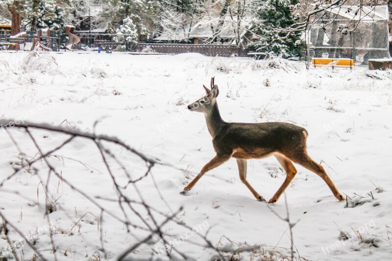 Deer Winter Christmas Nature Forest