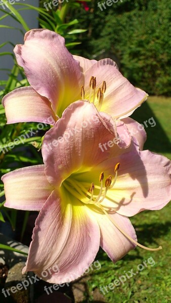 Lily Flower Pink Daylily Blossom