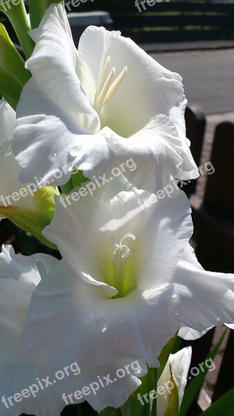 Gladiolus Flower White Blossom Bloom