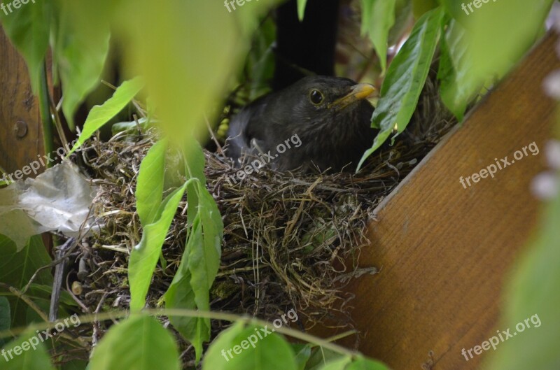 Blackbird Bird Nest Songbird Tree