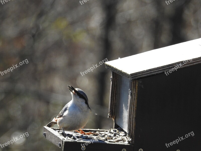 Small Birds Bird Feeders Bird Free Photos