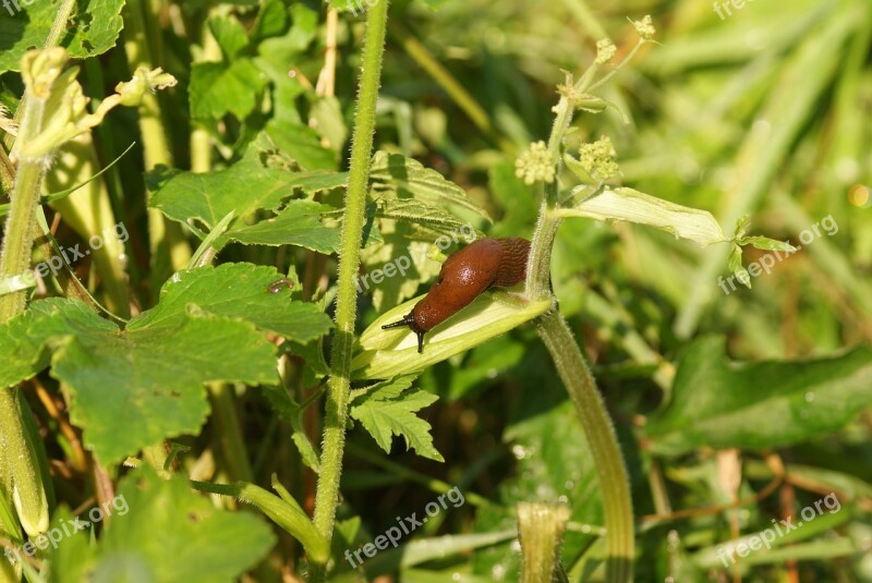 Snail Nature Molluscum Crawl Animal