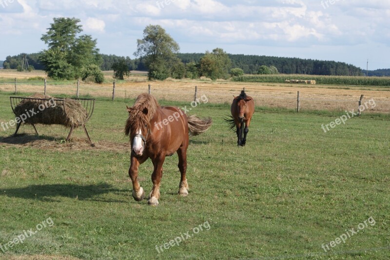 Poland Village Horses Fodder The Horse Animal