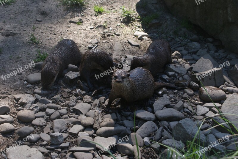 Otters Aquatic Mammals Polish Mammals Mustelids Free Photos