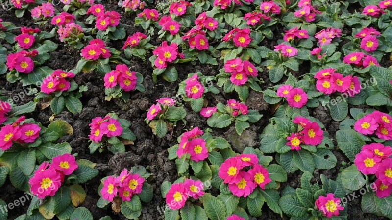 Flower Primrose Garden Plant Baijiang