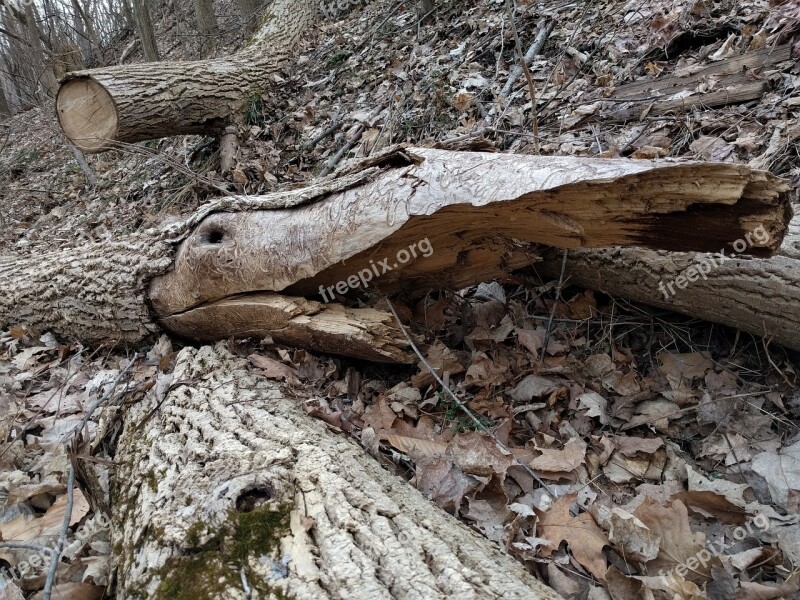 Log Wood Fallen Trees Crocodile Alligator