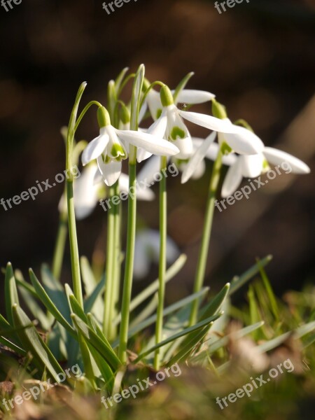 Snowdrop Flower Spring Plant Nature