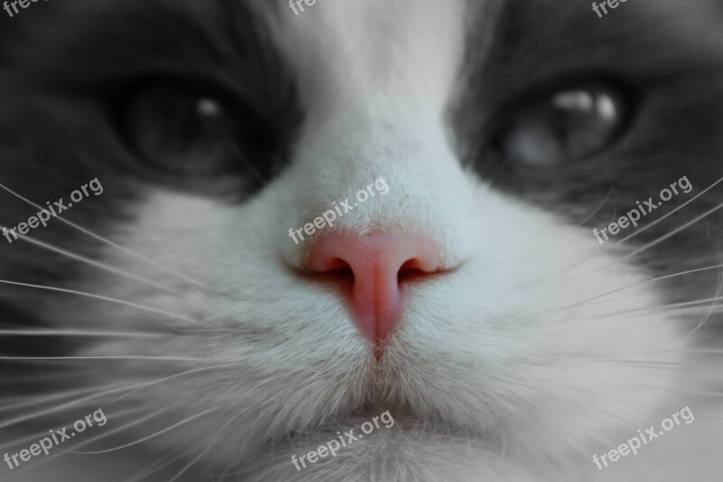 Cat Face Pink Nose Pedigree Pet White