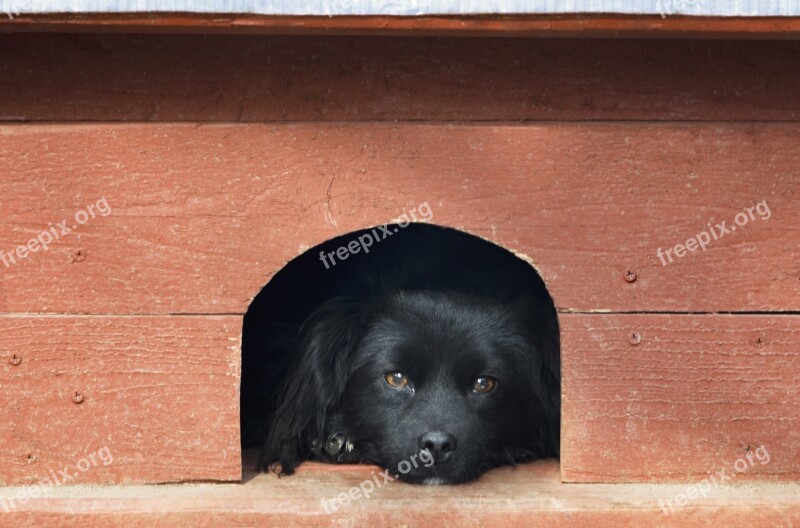 Pet Black Dog Orange Portrait Dog