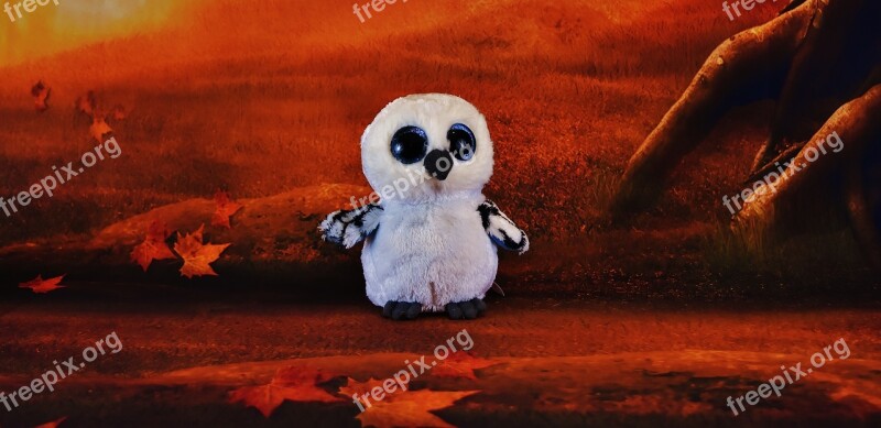 Owl Soft Toy Stuffed Animal Forest Free Photos