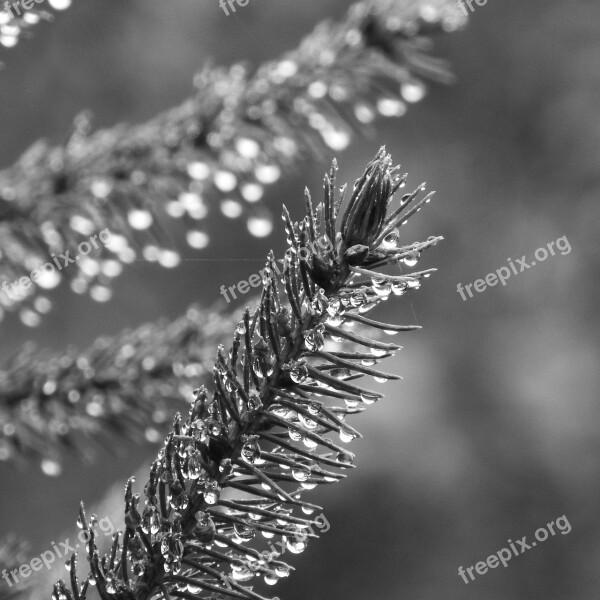 Spruce Evergreen Tree Dew Black And White Drops Of Water