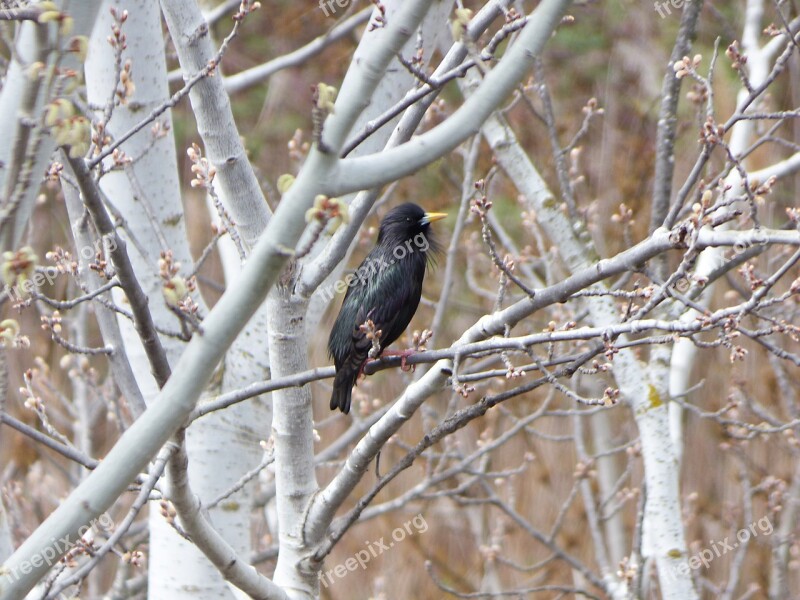 Starling Bird Black Bird Shimmering Branches