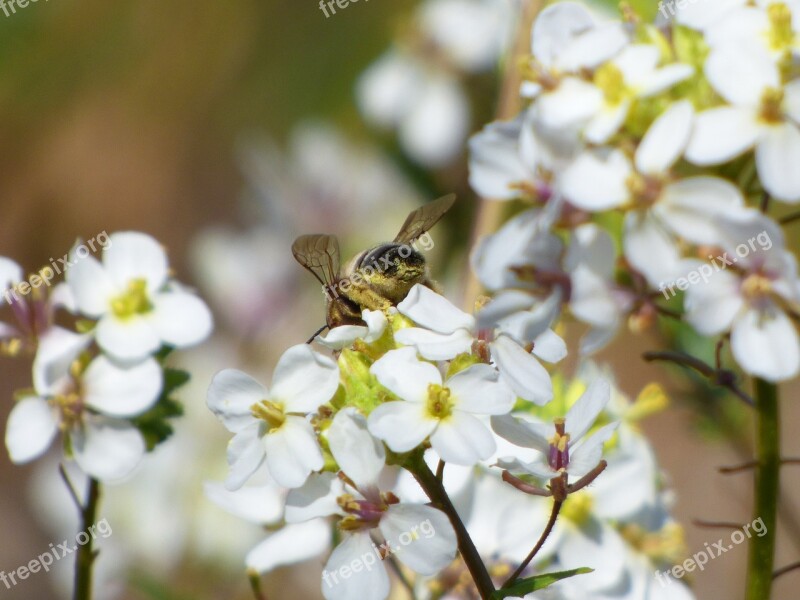 Flower Bee Libar Pollen Ravenissa