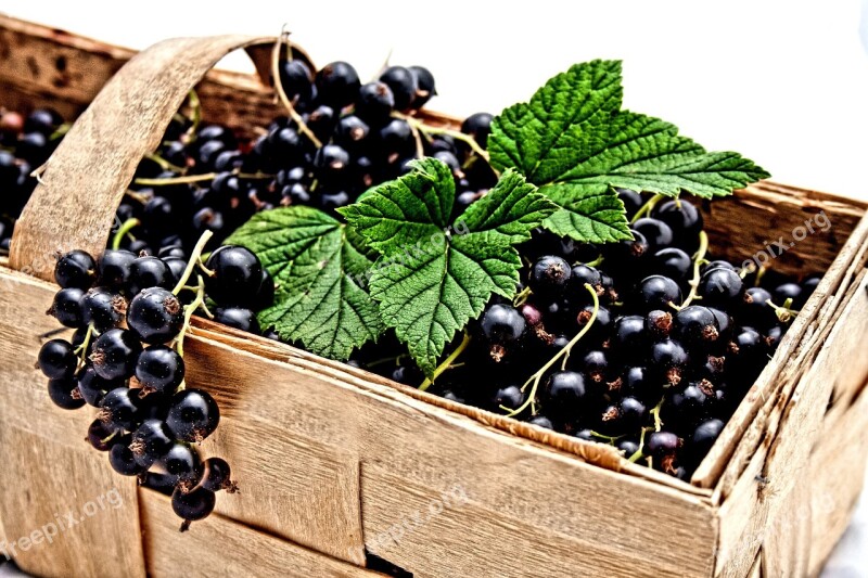 Currant Black Berries Nature Delicious