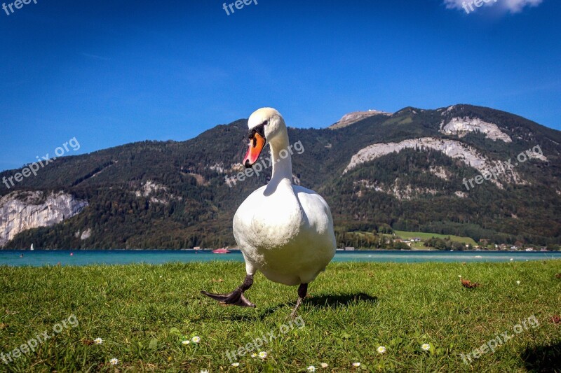 Swan Nature Bird Water Bird Lake