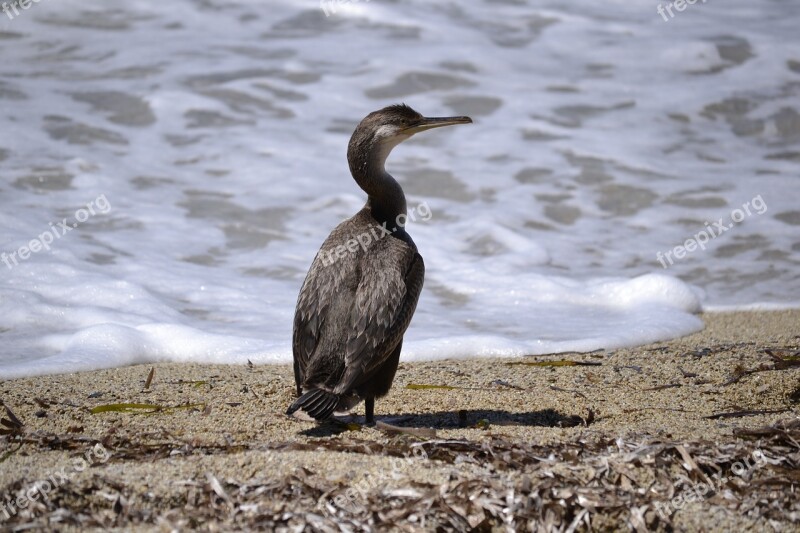 Corsica Wildlife Water Bird Bird Seevogel Waterfowl