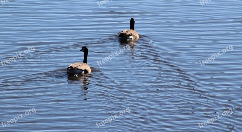 Water Duck Ducks Feather Brown