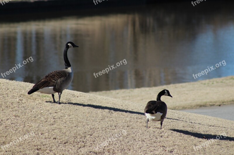 Duck Pond Water Hills Feather