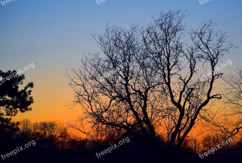 Tree Winter Cold Sun Down Landscape