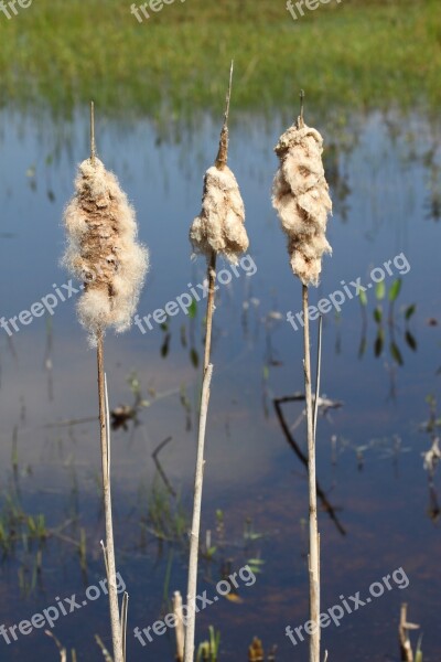 Nature Marram Grass Water Free Photos