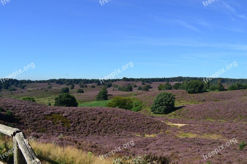 Nature Landscape Heide Netherlands Flowering Heather