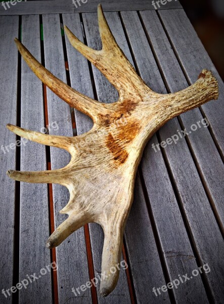 Nature Moose Moose Antler Elchschaufel Horned