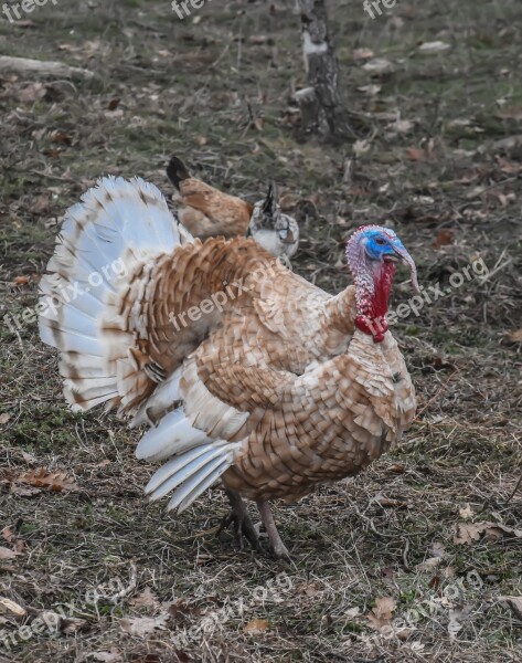 Chicken Farm Bird Animal Poultry