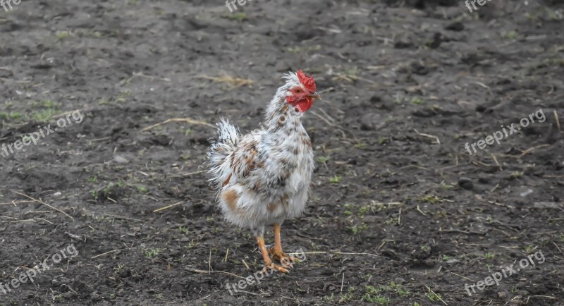 Chicken Farm Bird Animal Poultry