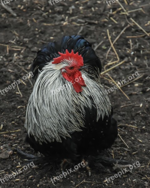 Chicken Farm Bird Animal Poultry