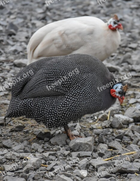 Chicken Farm Bird Animal Poultry