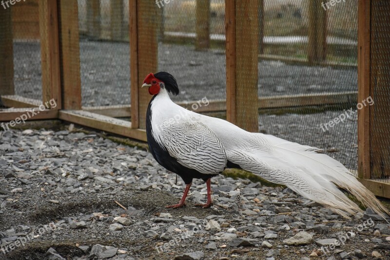 Chicken Farm Bird Animal Poultry