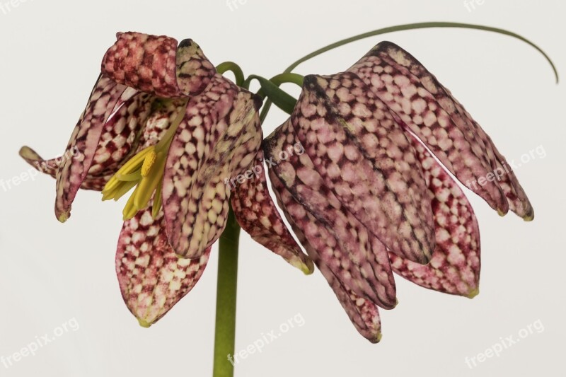 Nature Flowers Texture Fritillaria Meleagris Garden Flowers