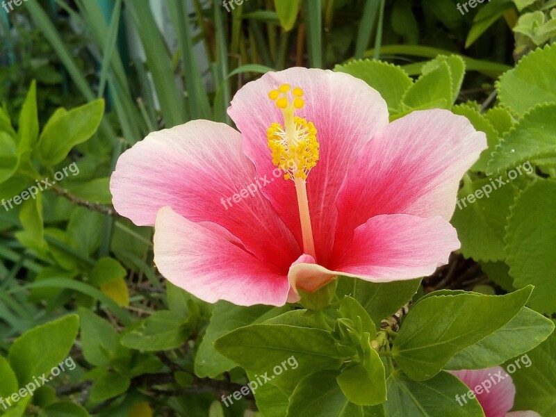 Hibiscus The Pink Flowers Flowers Chaba Pink