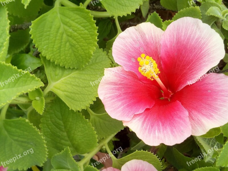 Hibiscus The Pink Flowers Flowers Chaba Pink