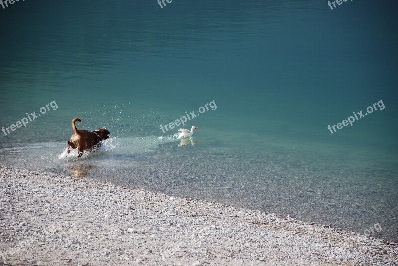 Boxer Dog Lake Duck Game