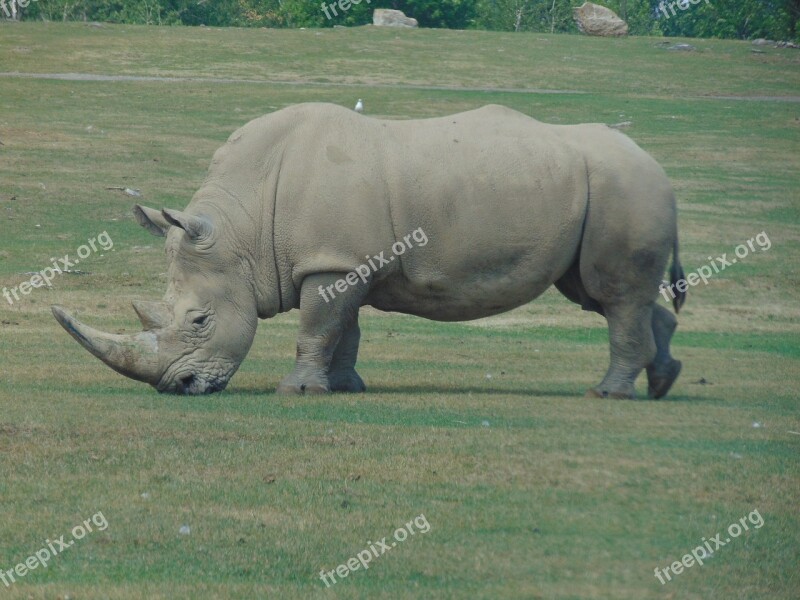 Wild Animal Africa Horns Rhinoceros Free Photos